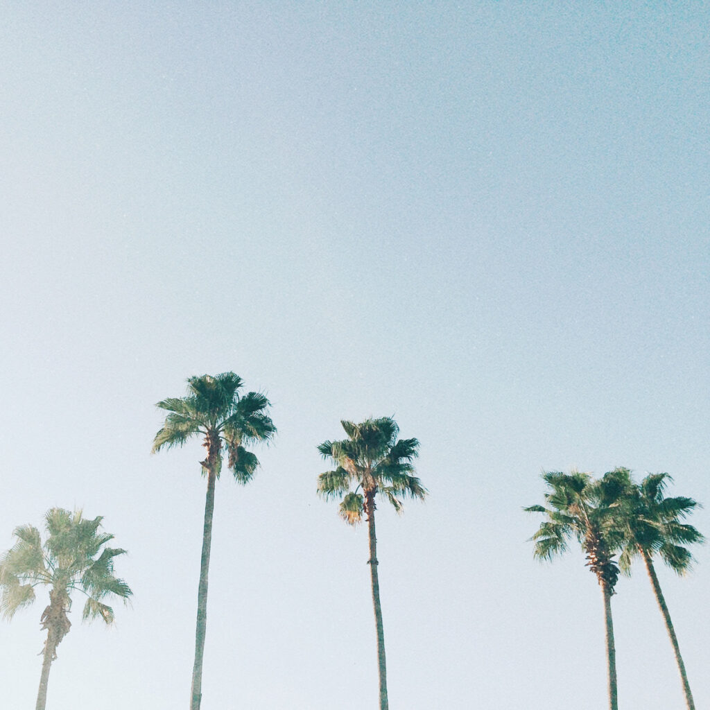 Tall trees with sky in background